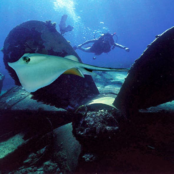 Bucear en Banco Chinchorro – QUINTANA ROO, AVENTURA Y ECOTURISMO